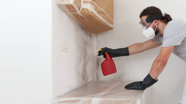 Professional Basement Mold Removal technician working in Missouri City, TX