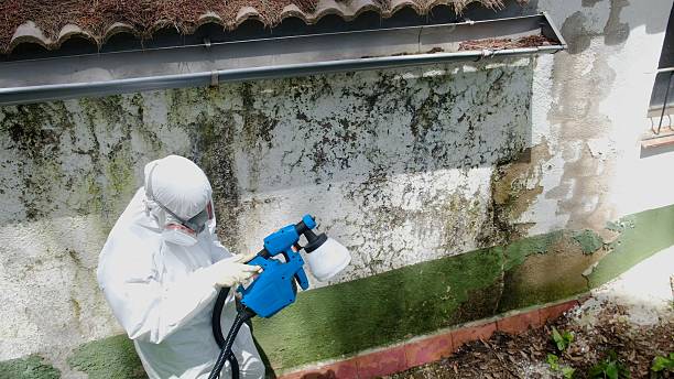 Top rated local Basement Mold Removal specialists in Missouri City, TX